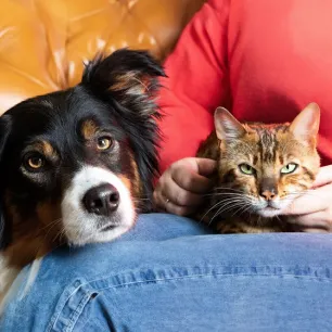 How to Stop Your Dog Chasing Your Cat