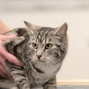 Hyperthyroidism in Cats