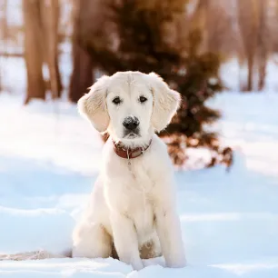 Hypothyroidism in Dogs Symptoms and Treatment
