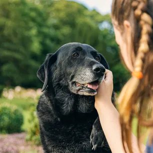 Is My Dog Senior Yet