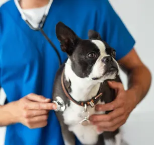 Lungworm in Dogs Causes, Signs and Treatment