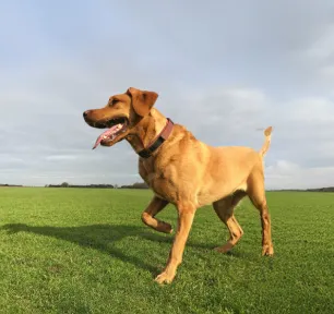 Luxating Patella in Dogs Symptoms and Treatment