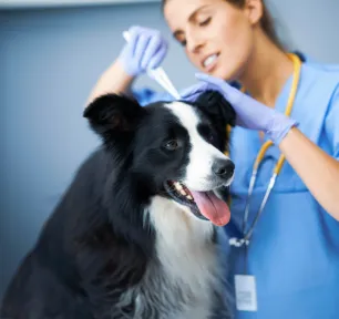 Lyme Disease in Dogs