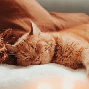 Lyme disease in cats