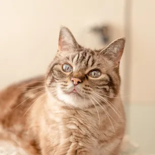 Maintaining a Healthy Weight for Your Senior Cat