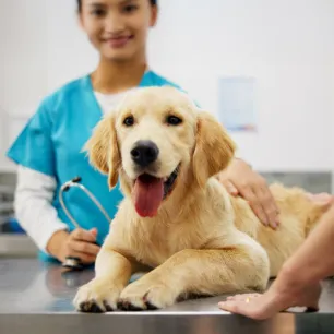 Metronidazole for Dogs