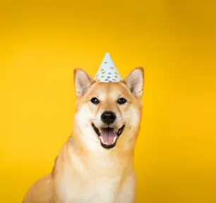 New Year’s Resolutions: A Dog’s Perspective