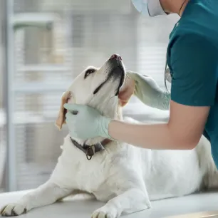 Prednisone for Dogs – Is It Safe