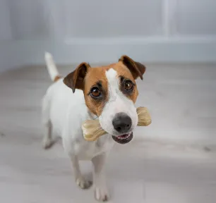 Rawhide for Dogs
