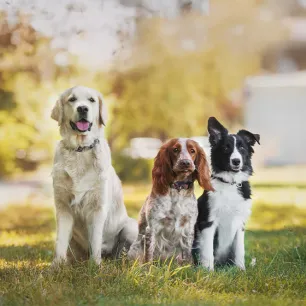 The Nation's Favourite Dog Names