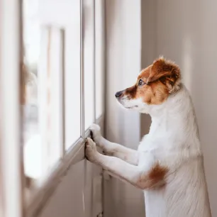 Separation Anxiety in Dogs Symptoms and Treatment