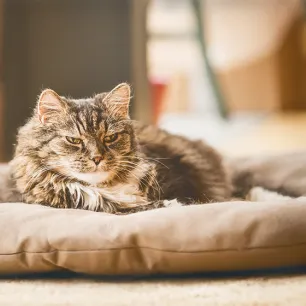 Strange Behaviour in Older Cats