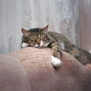 Understanding Your Ageing Cats Sleeping Habits