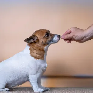Vitamin D for Dogs