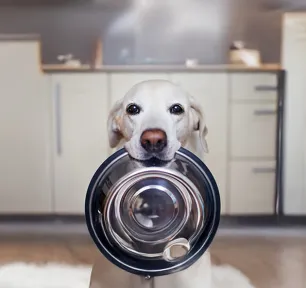What Do Dogs Eat