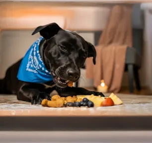 What Fruits Can Dogs Eat