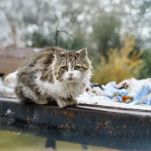 What to Do If You Find a Stray Cat