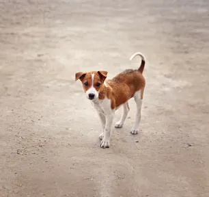 What to Do If You Found a Stray Dog