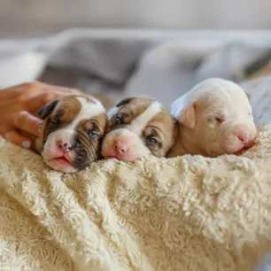 When Do Puppies Open Their Eyes