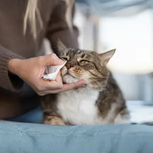 Why Are My Cat’s Eyes Watering
