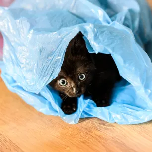 Why Does My Cat Eat Plastic