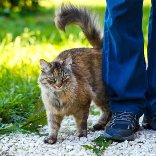Why Does My Cat Follow Me