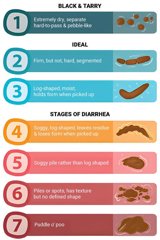 Black poop dog treatment online