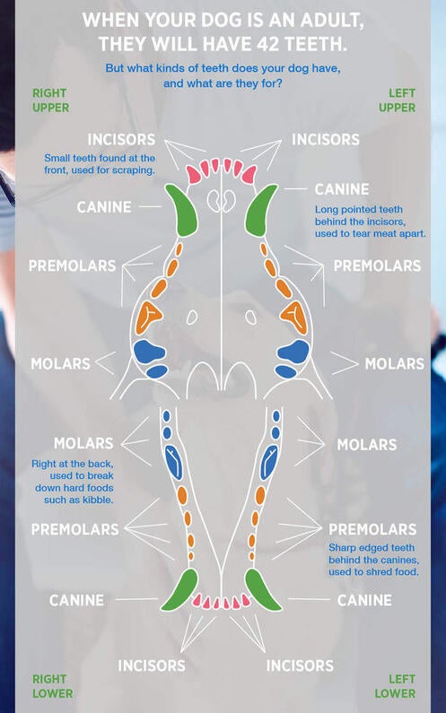 Dog Dental Chart