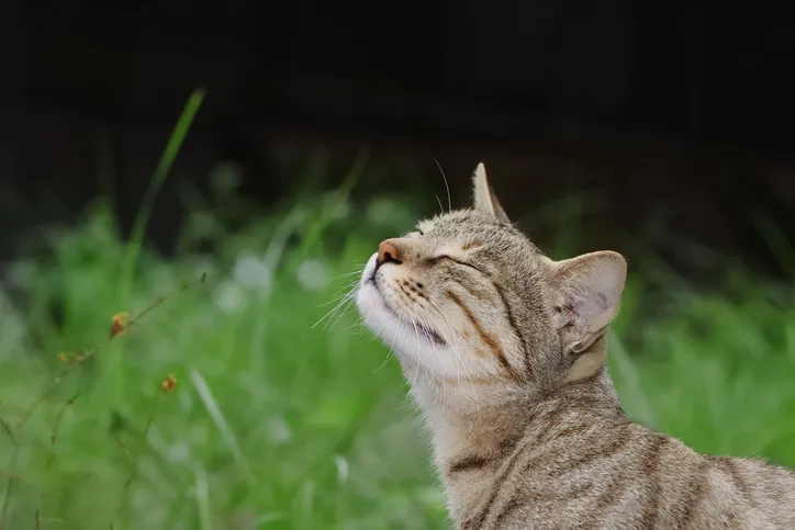 Cat looking up in the air