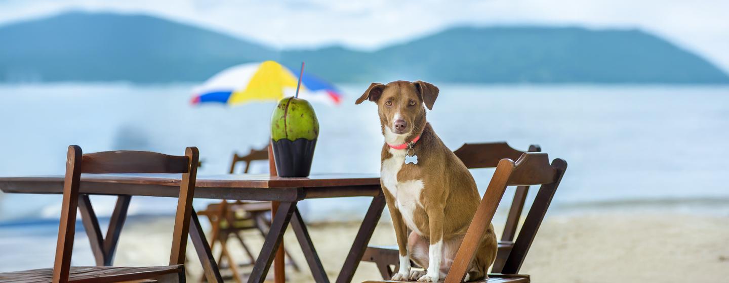 Can Dogs Eat Coconut?