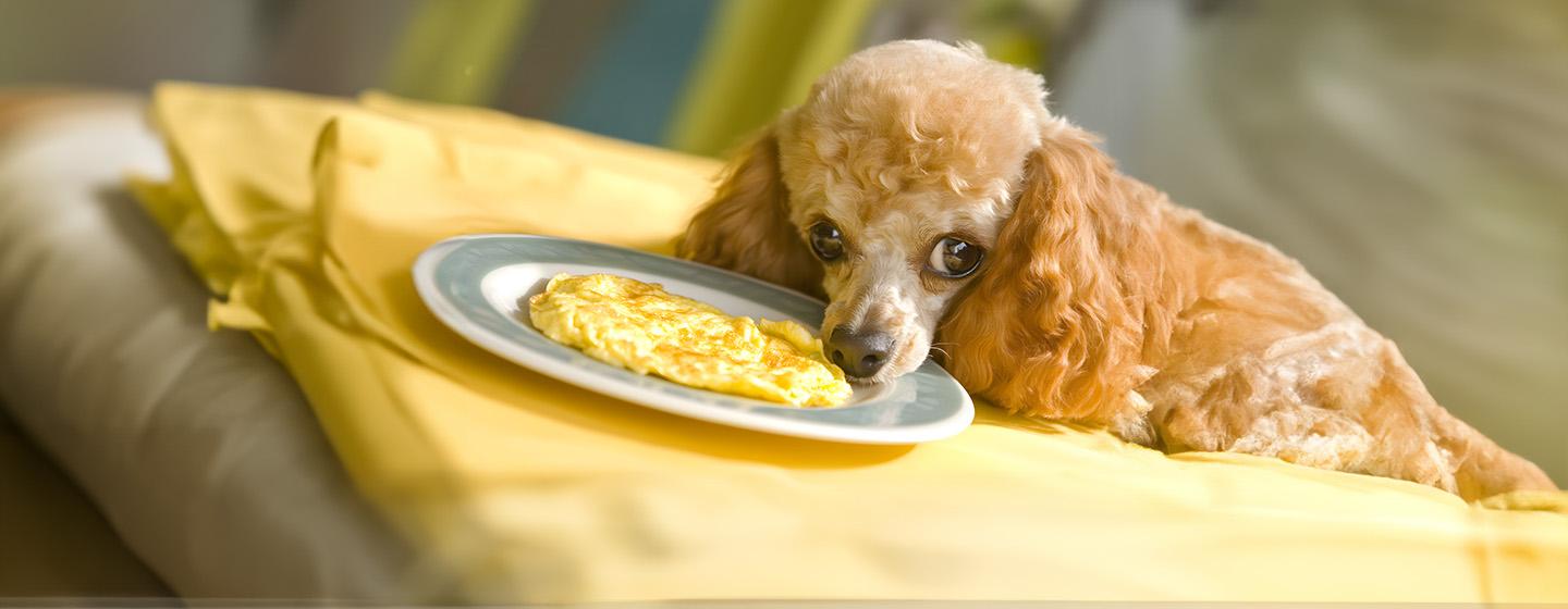 Can Dogs Eat Eggs?