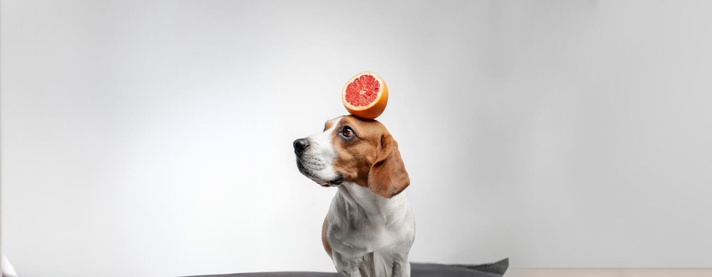Can Dogs Eat Grapefruit?