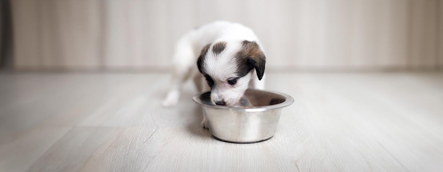 Can Dogs Eat Green Beans?