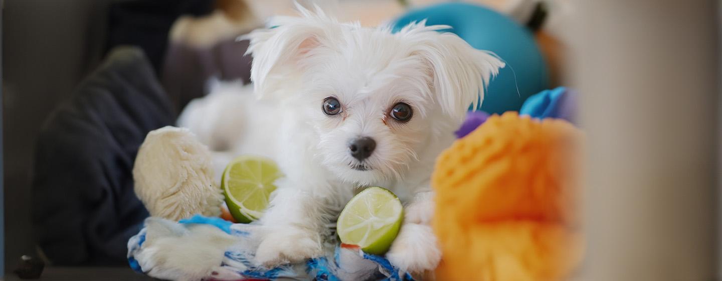 Can Dogs Eat Limes?