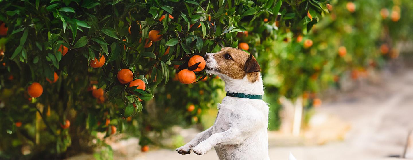 Can Dogs Eat Mandarins?