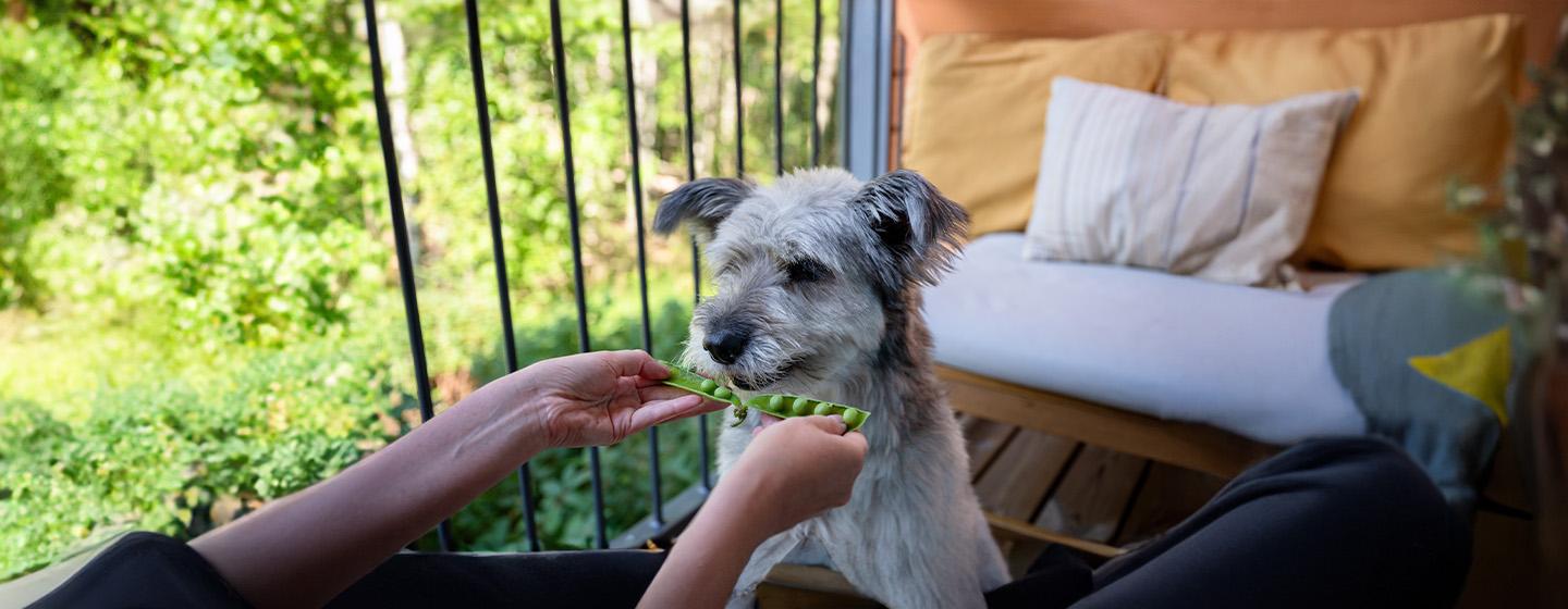 Can Dogs Eat Peas?