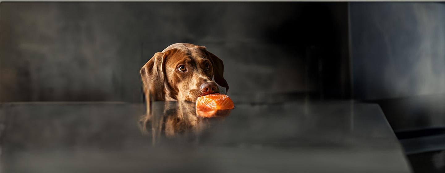Can Dogs Eat Salmon? Find Out If It’s Safe