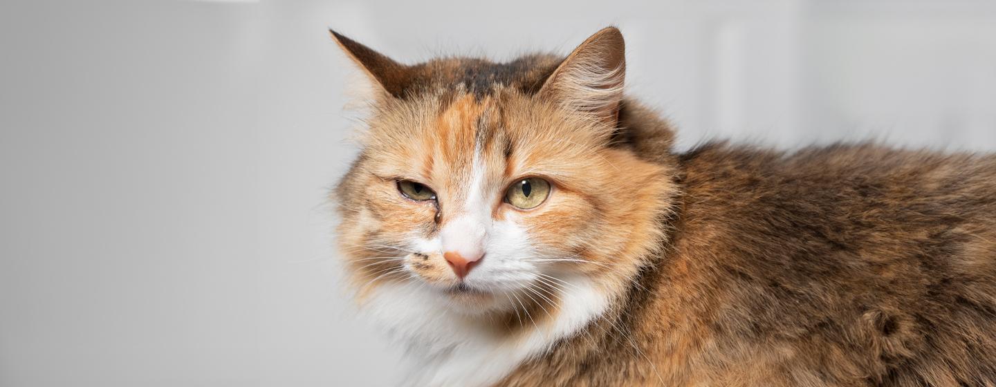 Cat Eye Infections: Symptoms and Treatments