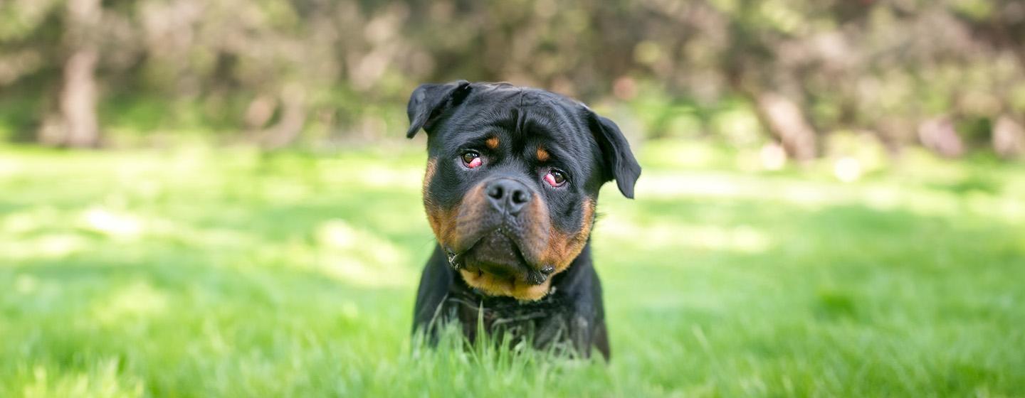 Cherry Eye in Dogs
