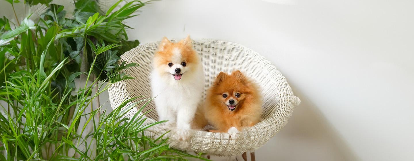 Common Health Problems in Pomeranians