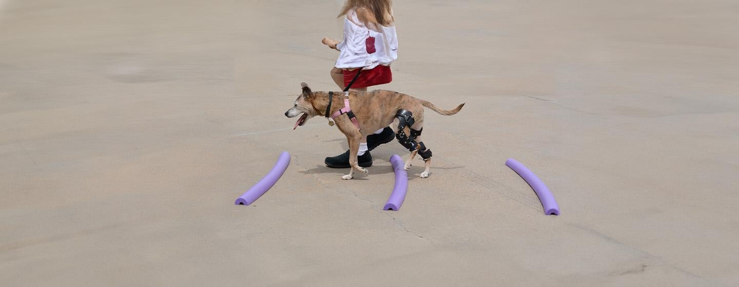 Cruciate Ligament in Dogs