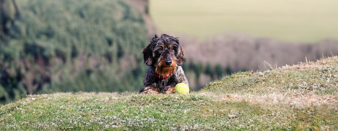 Curly-haired dog breeds you can’t help but love instantly