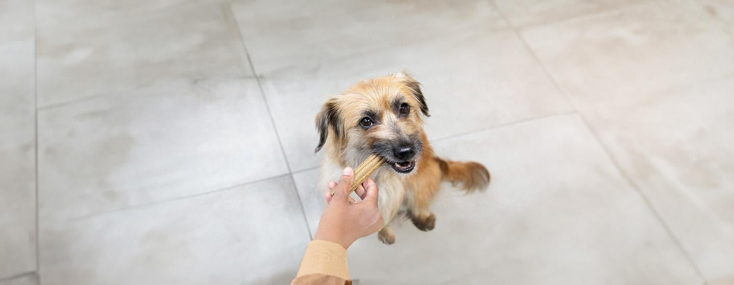 Dog Dental Health Warning Signs