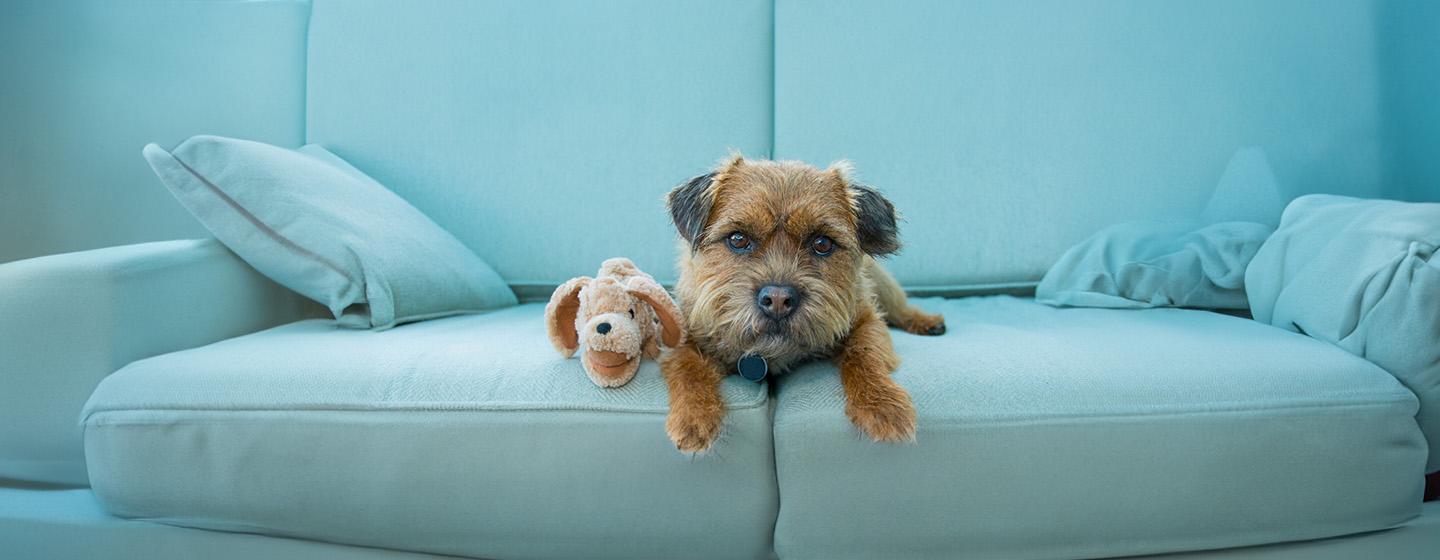 Dog Depression – Symptoms & Treatment