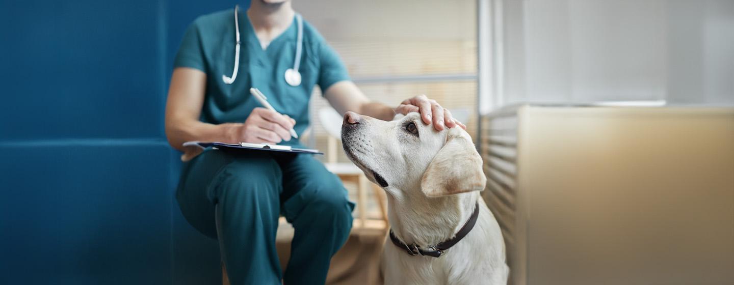 Dog Plaque: All You Need to Know