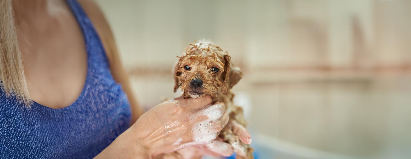 First Puppy Bath - The Survival Guide.