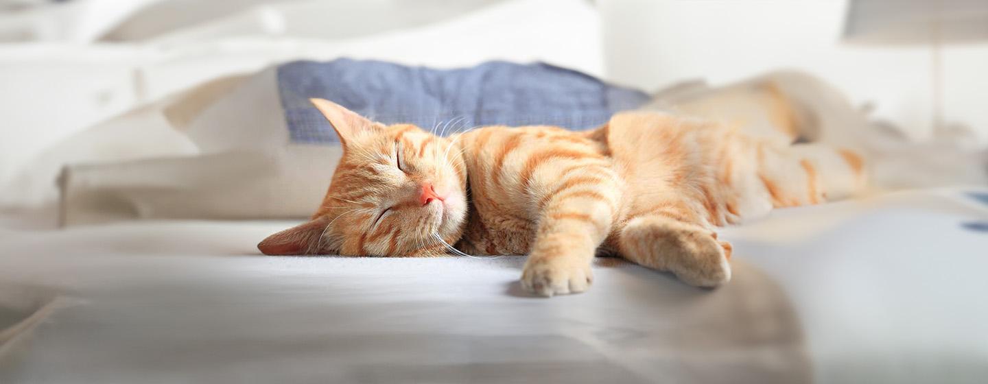 The 10 Cat Sleeping Positions and What They Mean