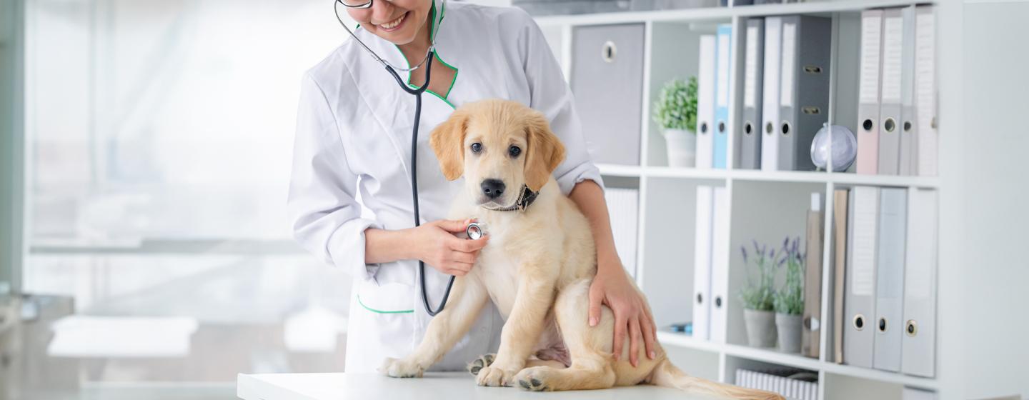 Heart Murmur in Dogs: Symptoms, Causes & Treatment