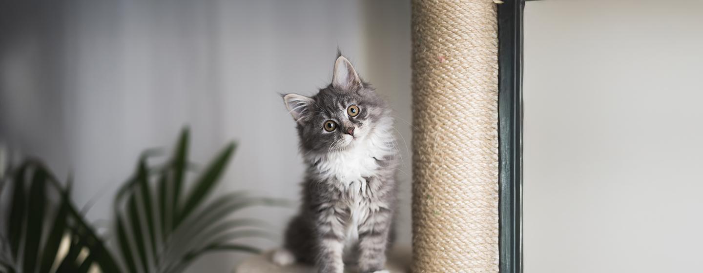 Helping a Kitten with Diarrhoea