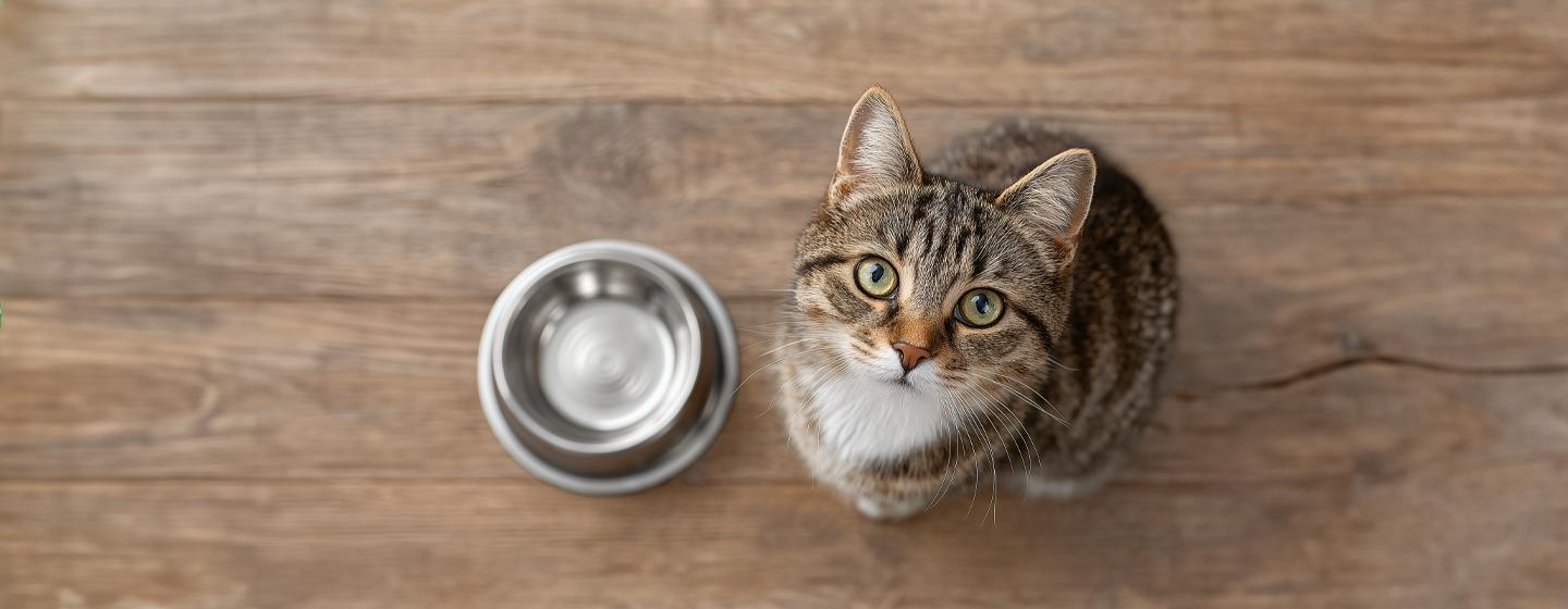 How Long Can Cats Go Without Food and When To Be Concerned